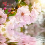 Kirschblüten mit Reflektion im Wasser
