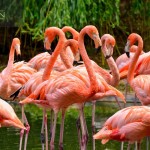 Flamingos am Wasser