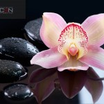 Spa Stones and Orchid Flower over Dark Background