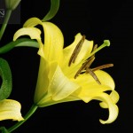 Żółte lilie