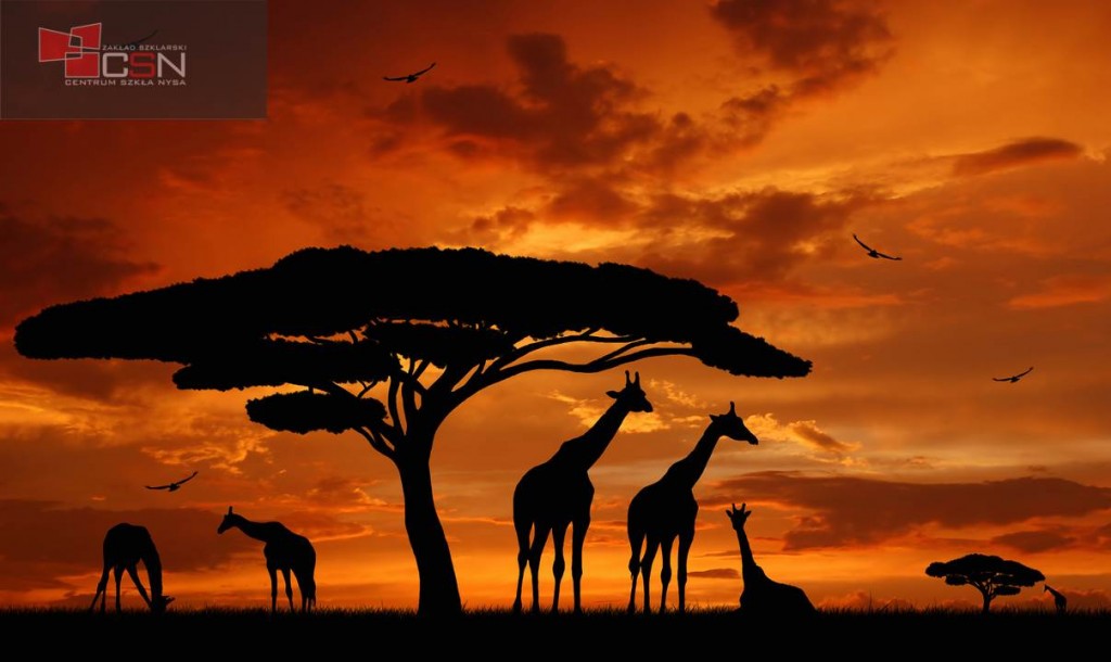 herd of giraffes in the setting sun