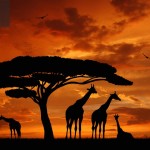 herd of giraffes in the setting sun
